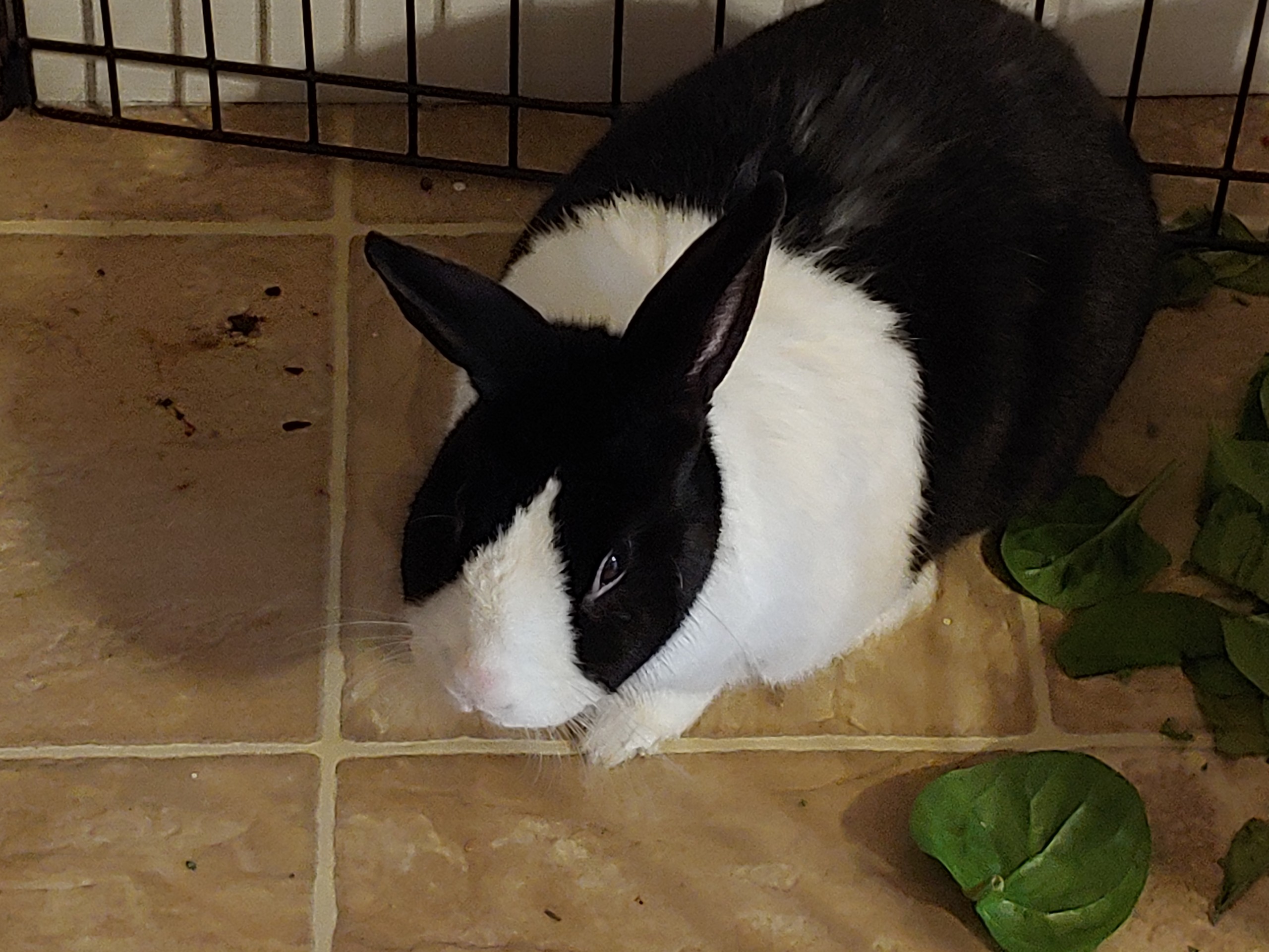 Bunny peeing on floor | BinkyBunny