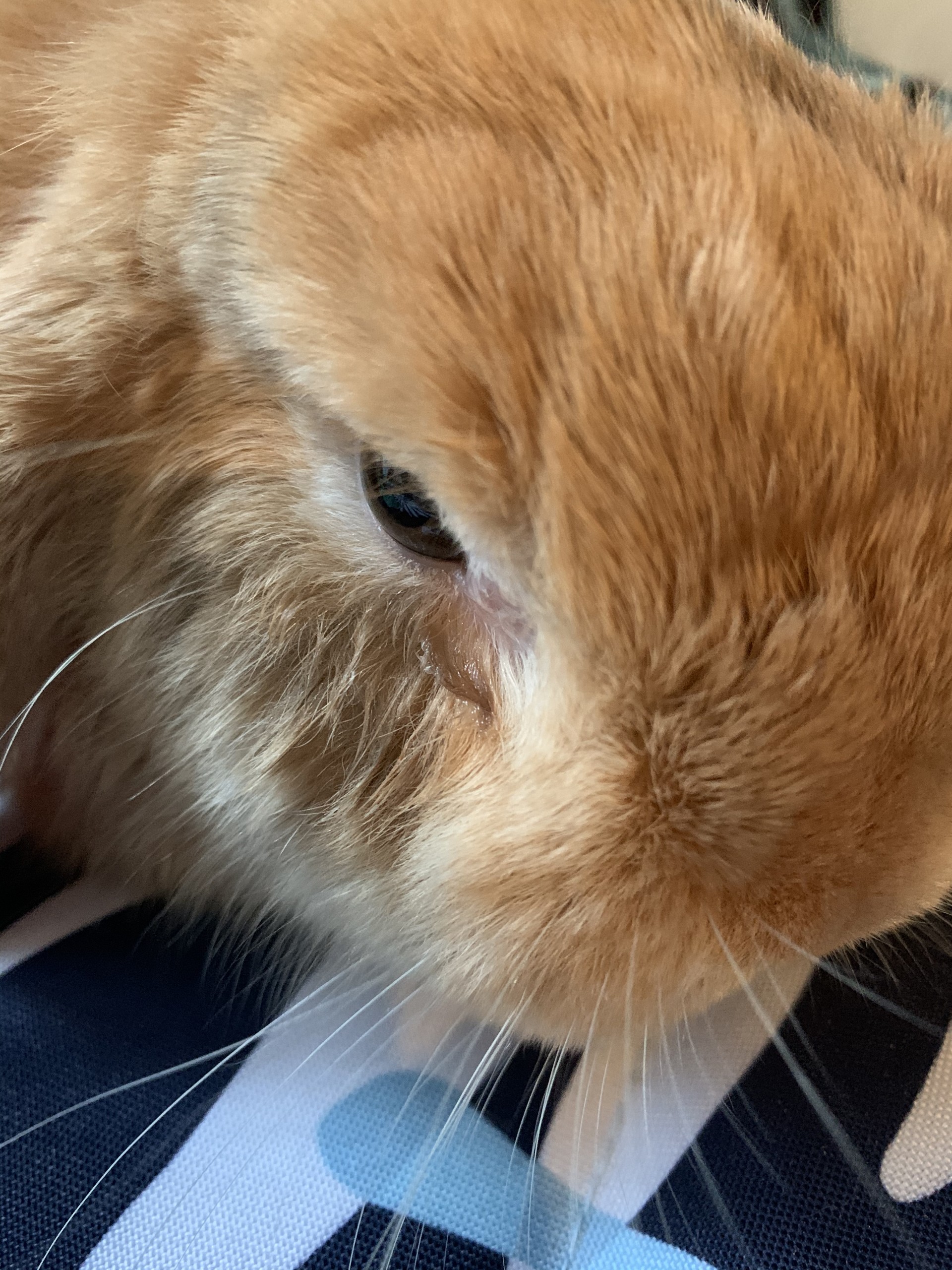 PLEASE HELP ME ( RABBIT WORMS BinkyBunny