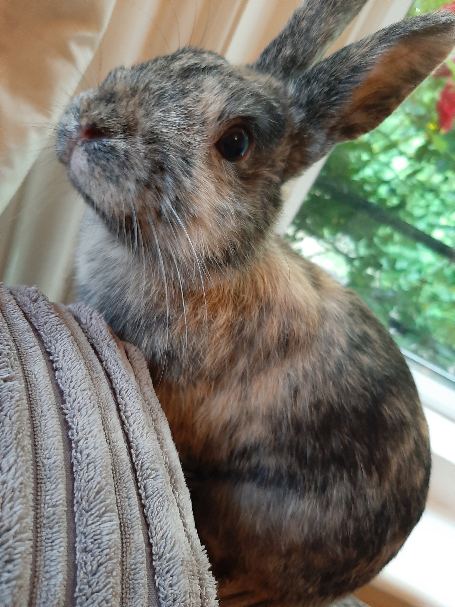 merrythought binkybunny