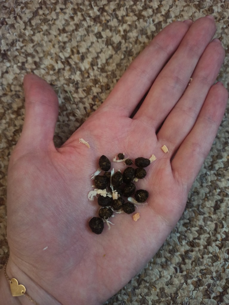 Rabbit poop BinkyBunny