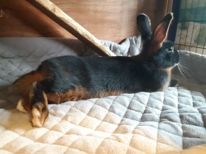 Cooper Normally Lounging