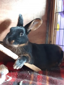 Cooper from the first bout, laying on his ramp.