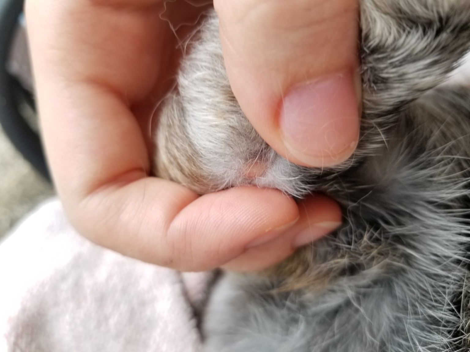 Advice about lump on rabbit's foot? BinkyBunny