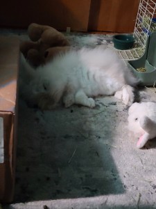 [lionhead dwarf rabbit flopped on ground]