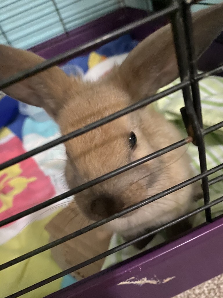 Any ideas of the breed of my 8 week old bunny? Or “potty training” tips