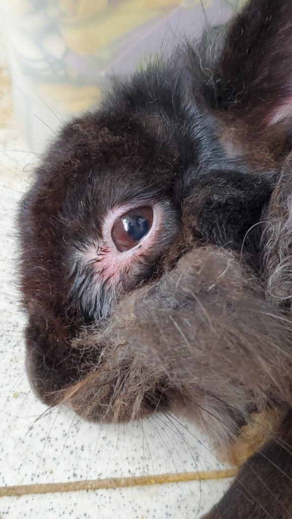Rabbit with Eye Problem BinkyBunny