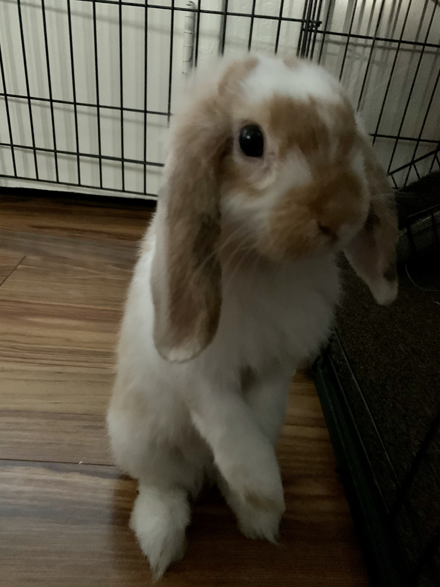 Rabbit biting cage BinkyBunny