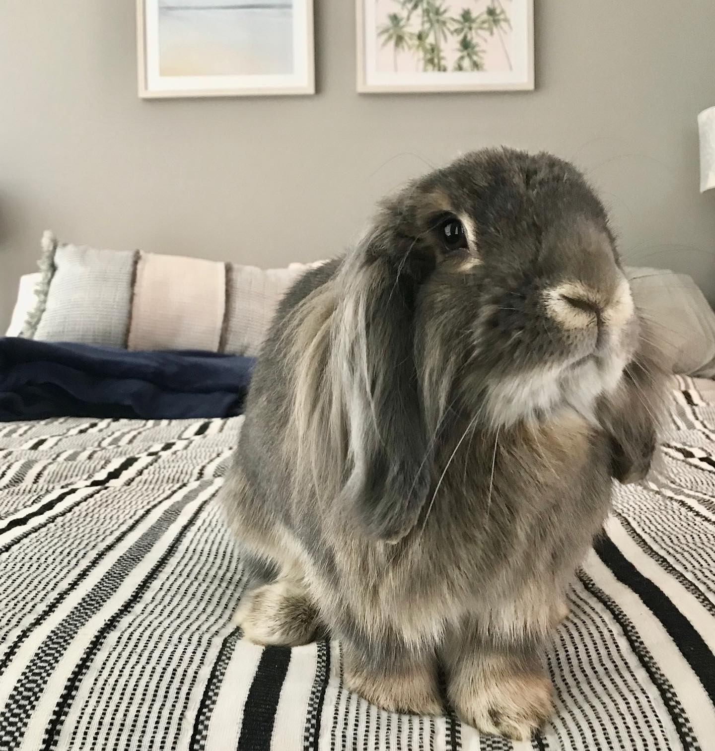 4.5 Year Old Rabbit Died Suddenly how to deal with the grief BinkyBunny