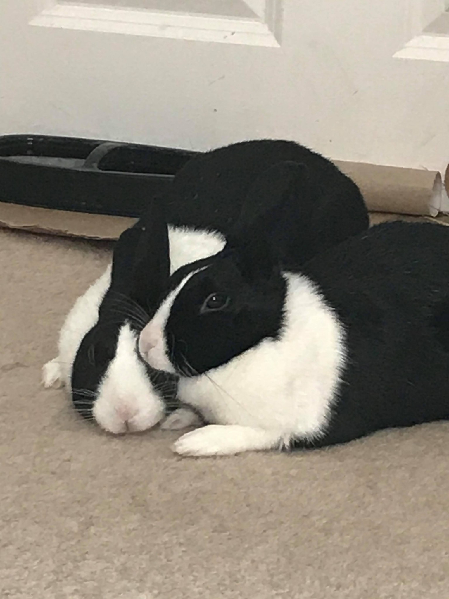 Meet The New Binkybunny: Gingersnap! - wt8a7rq