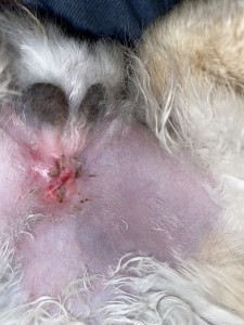 My rabbits neuter incision  