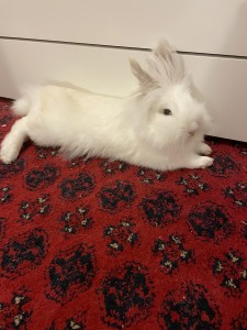 Cutie patutie