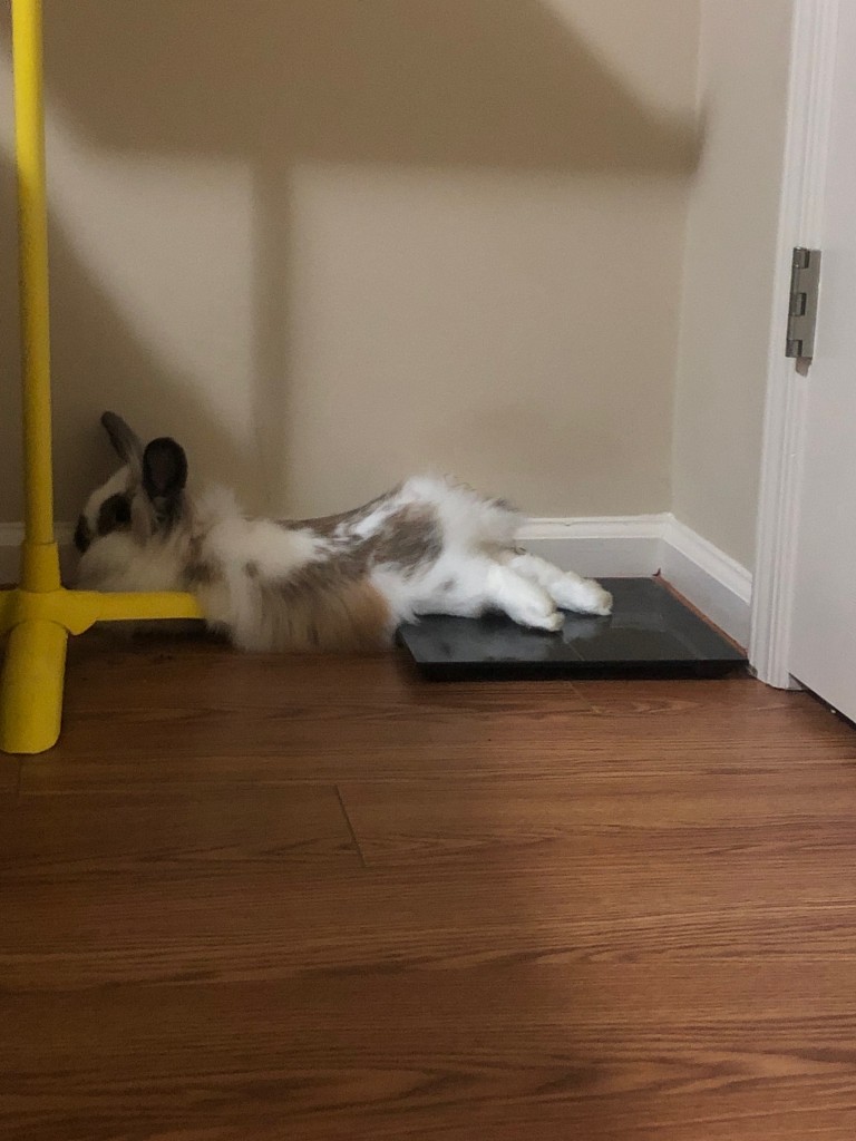 bunni how we first met updates bunni how we first met updates