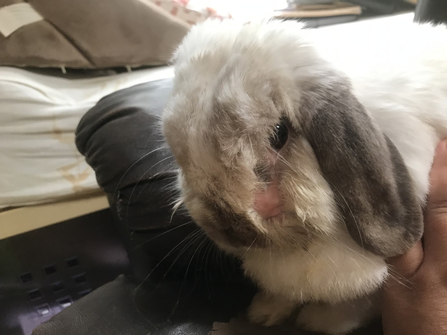 Is this swelling on my rabbit’s face? BinkyBunny