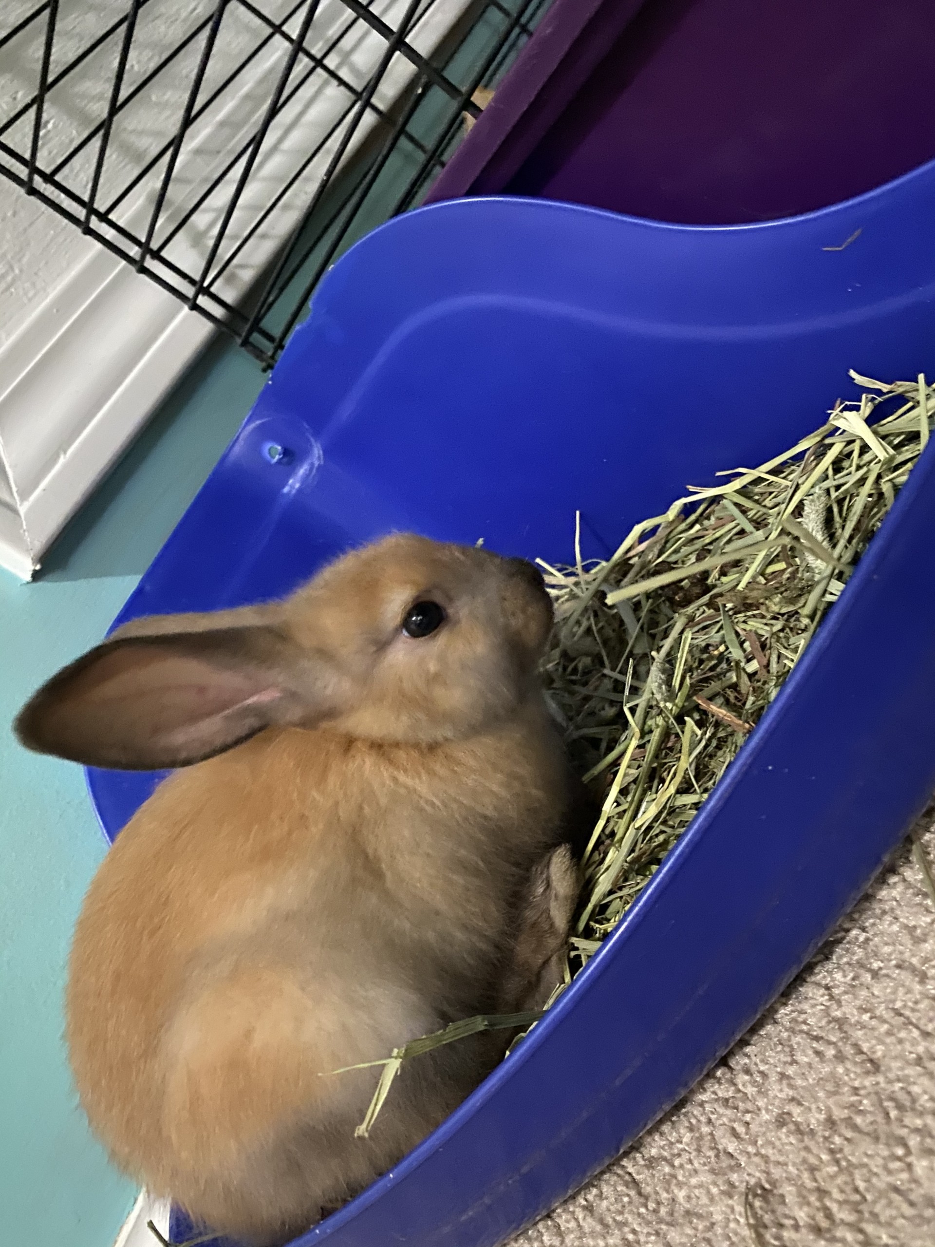 Meet The New Binkybunny: Gingersnap! - ytz7ny3
