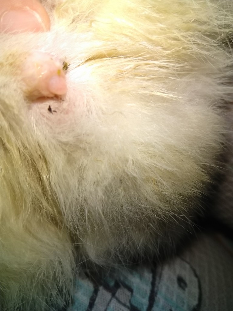 Can Dogs Get Syphilis From Rabbits at Emily Johnson blog