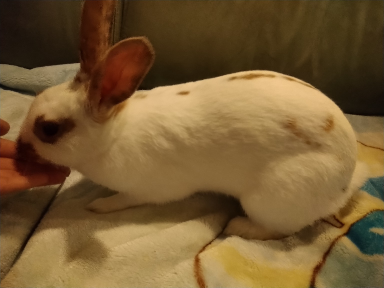 Scared my bunny is underweight? BinkyBunny