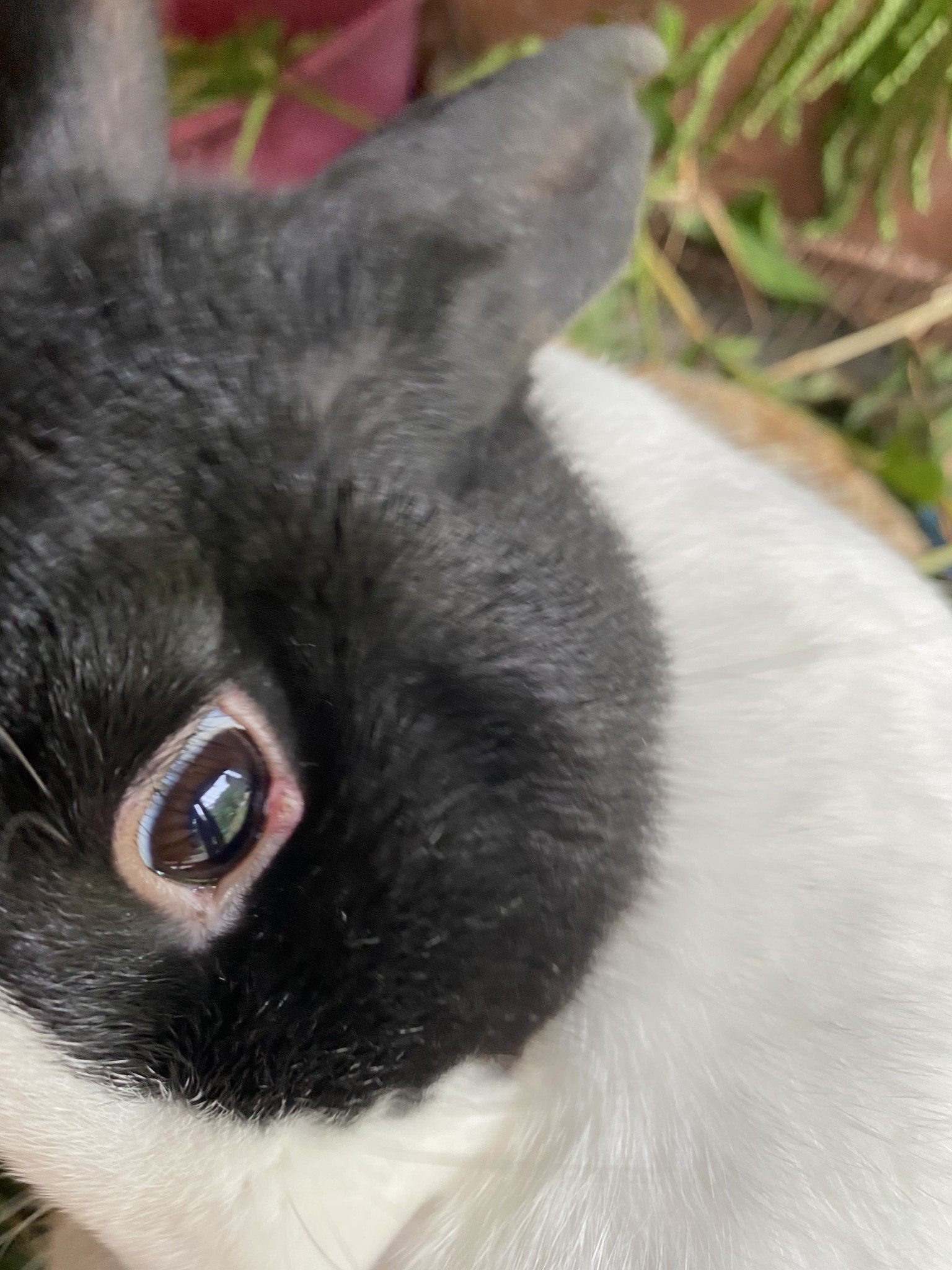 Bump on rabbits waterline BinkyBunny