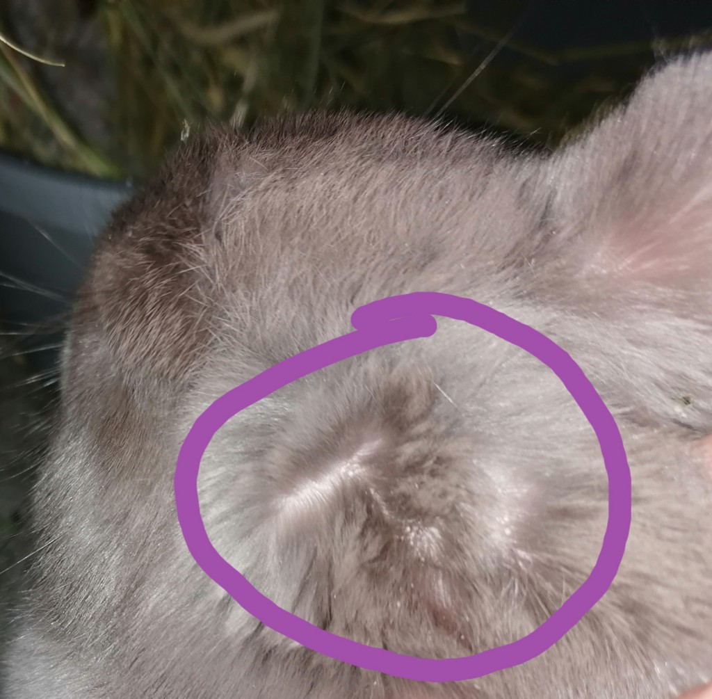 Could this be a sign of rabbit ear mites? BinkyBunny