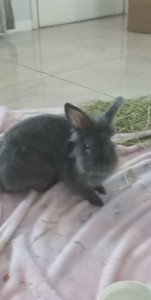 I just got her . I love her so much but would love to know what she is 