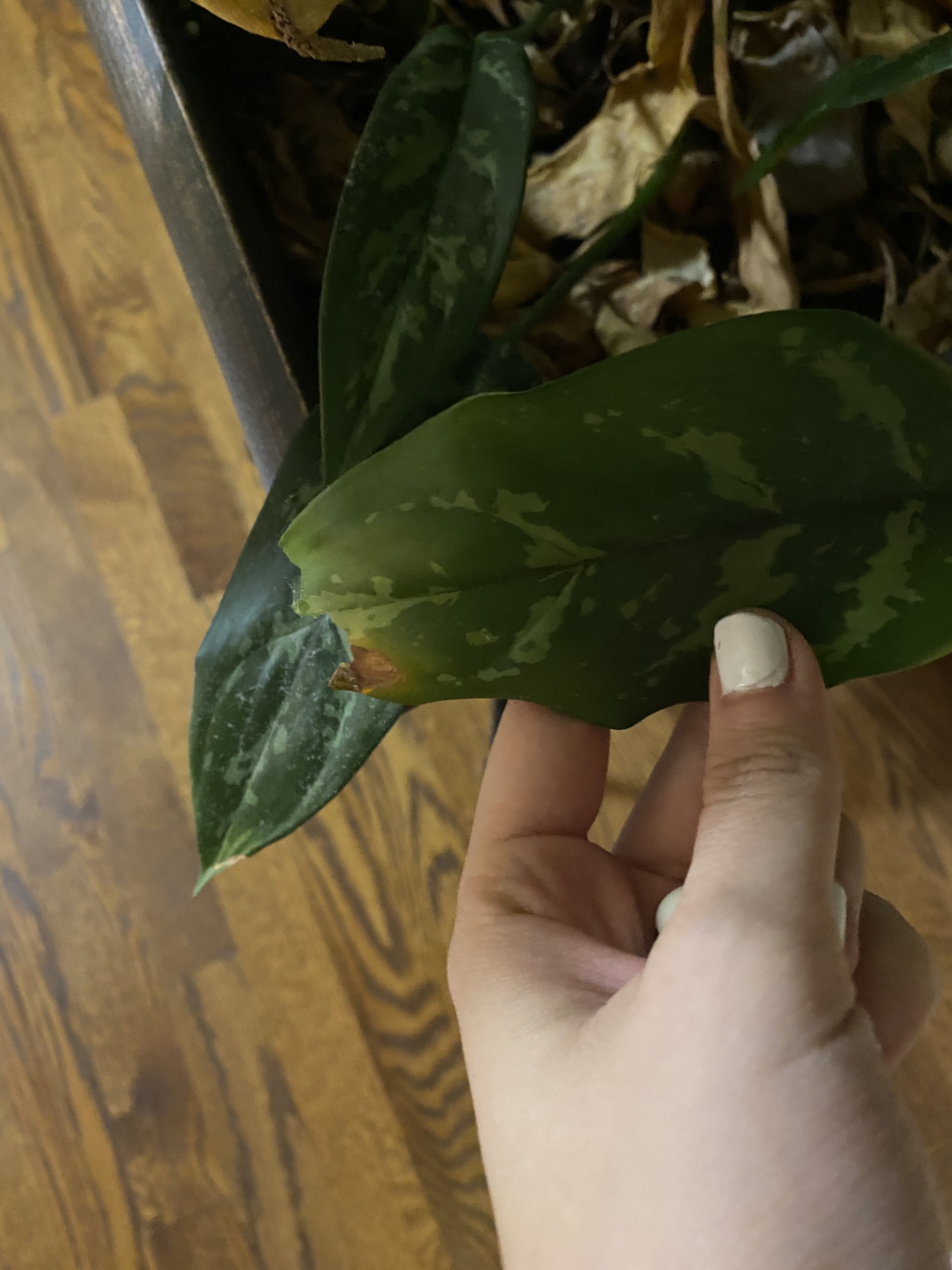 Chinese evergreen poisonous to sales dogs