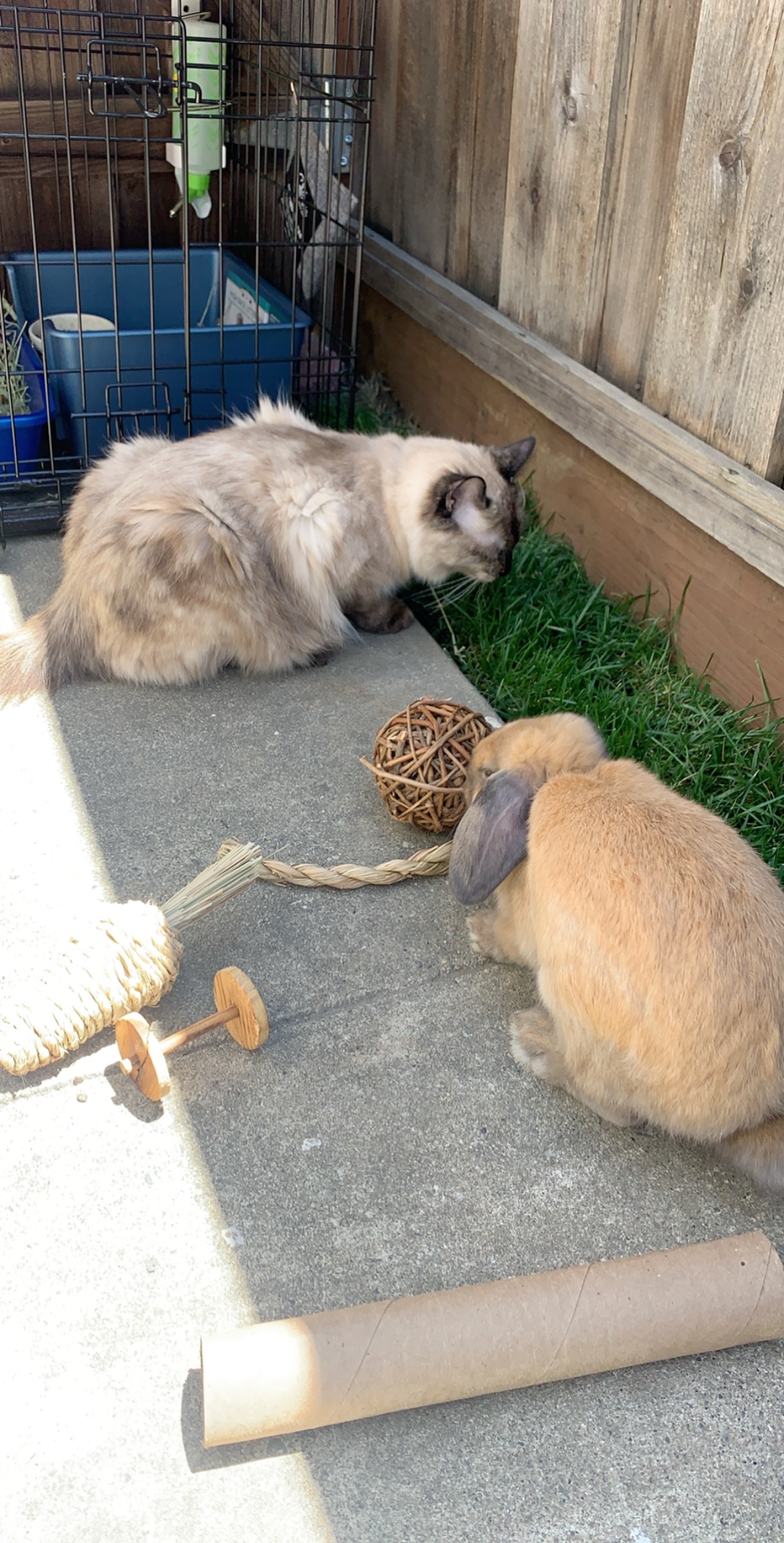 Cat peeing in rabbit litter box BinkyBunny