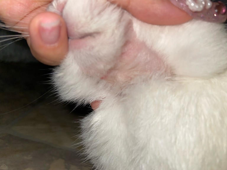 rabbit-has-bald-spots-please-help-binkybunny