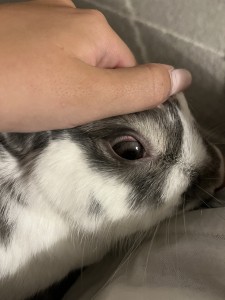 Small red vein around rabbit's iris, on the white of the eye