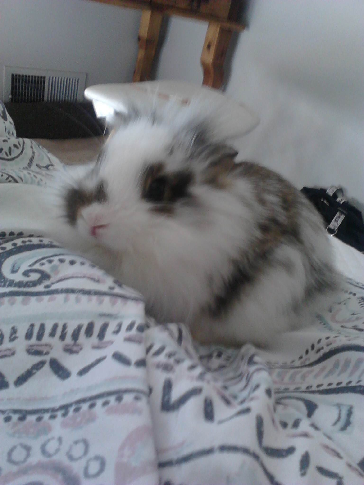 Carpet Eating Rabbit! How to stop it? BinkyBunny