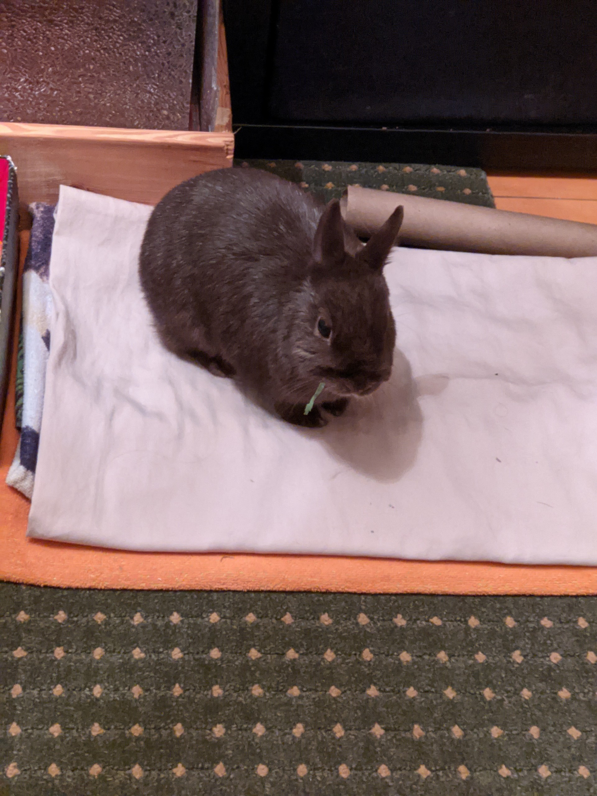 Bonding my Anxious rabbit and an Excitable Rabbit BinkyBunny