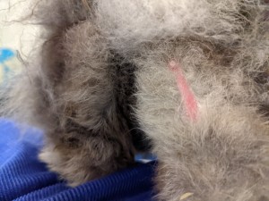 Bunny feet showing sore hocks