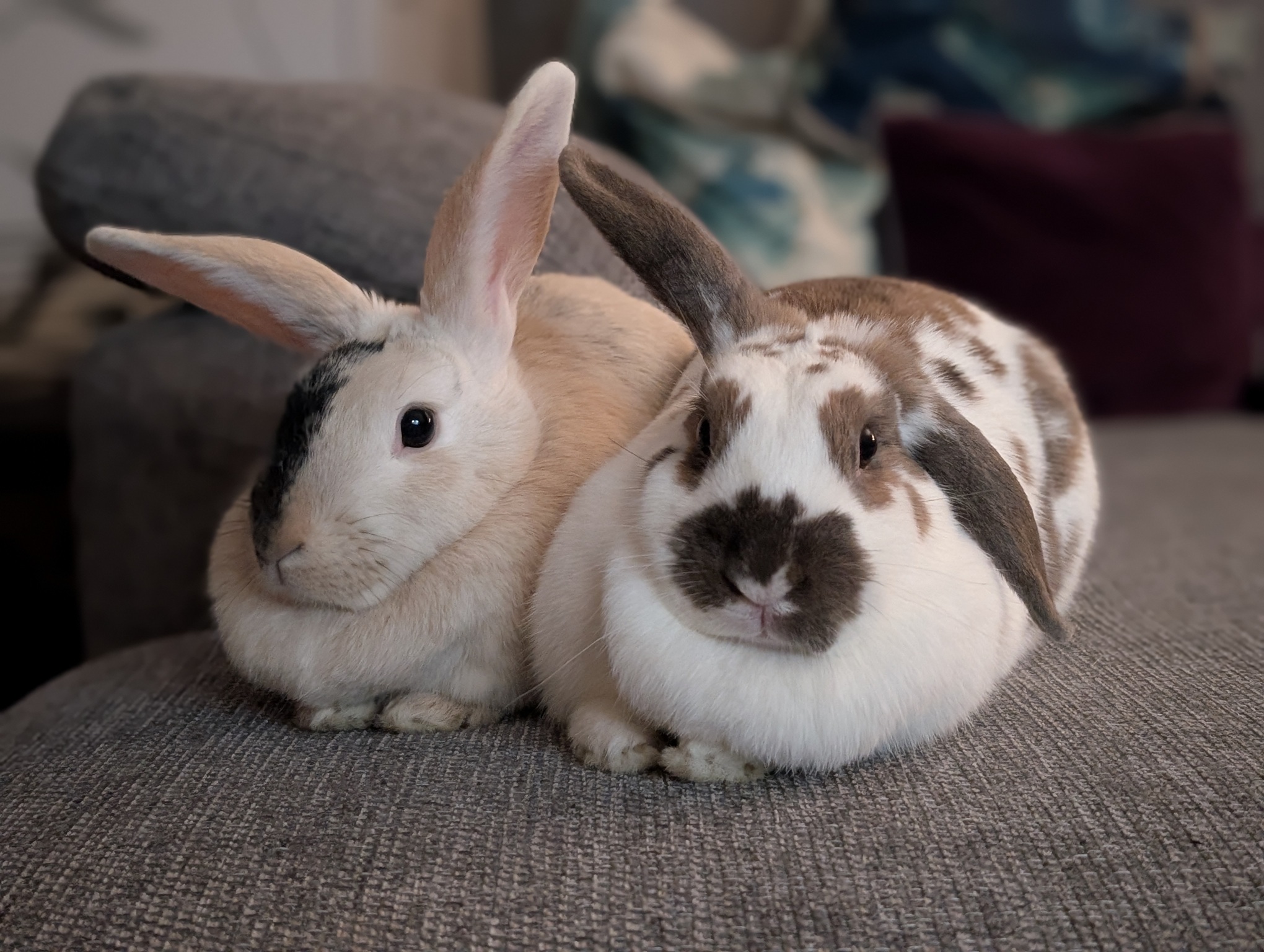 Cinnamon and Hopper