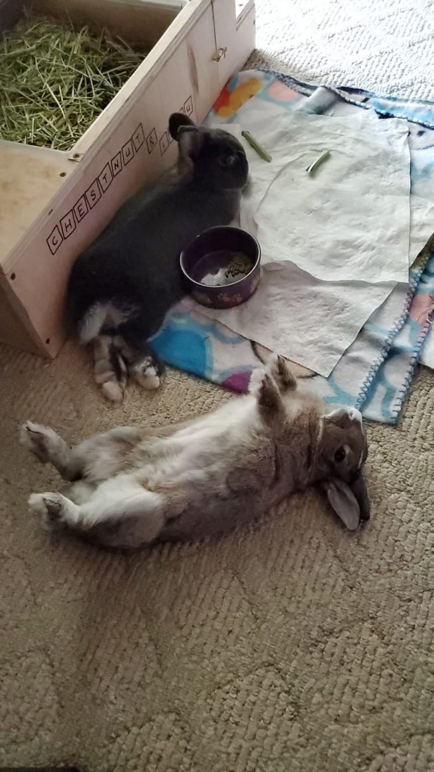 Bunny Peeing On Bed BinkyBunny