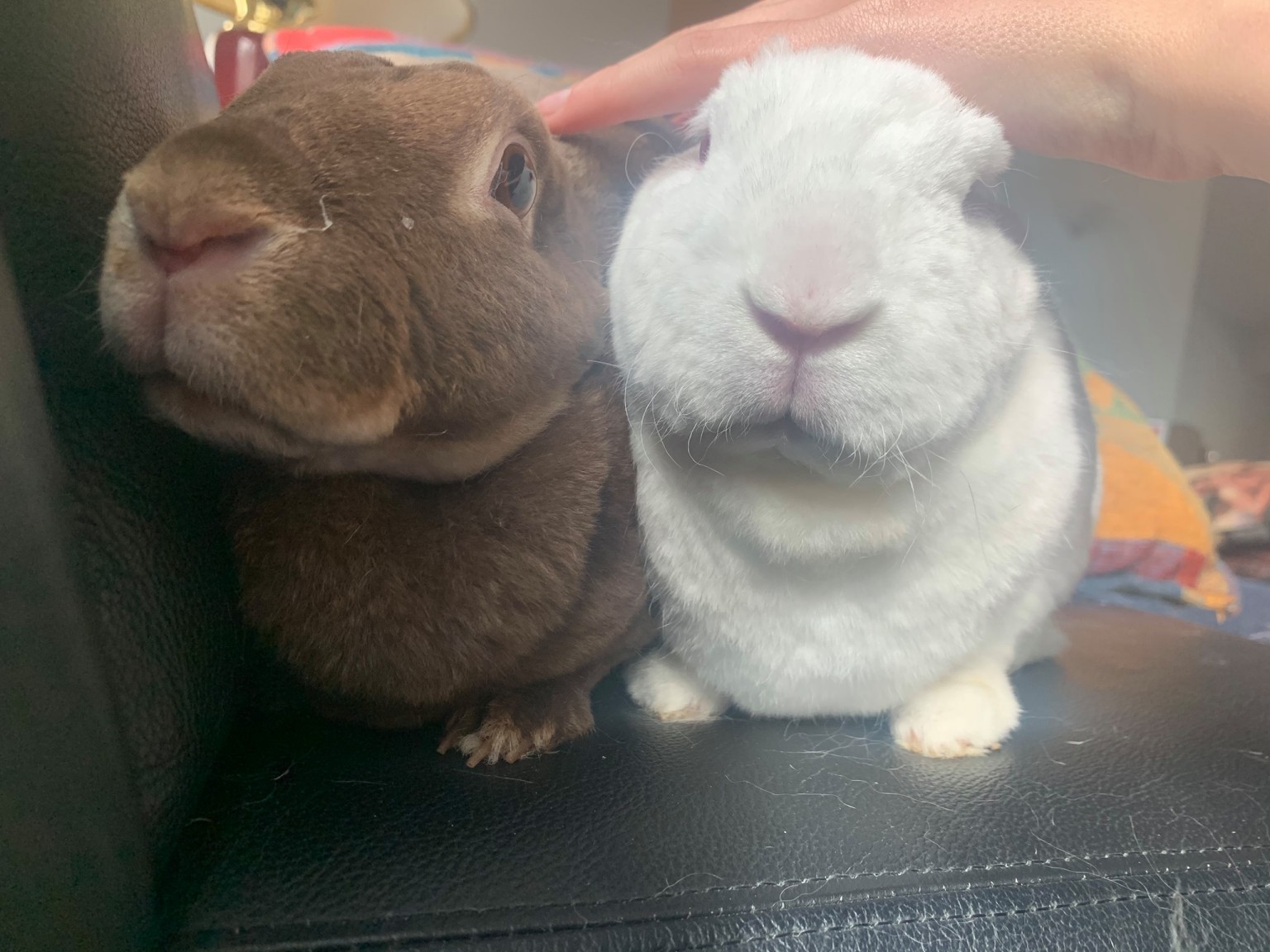 merrythought binkybunny