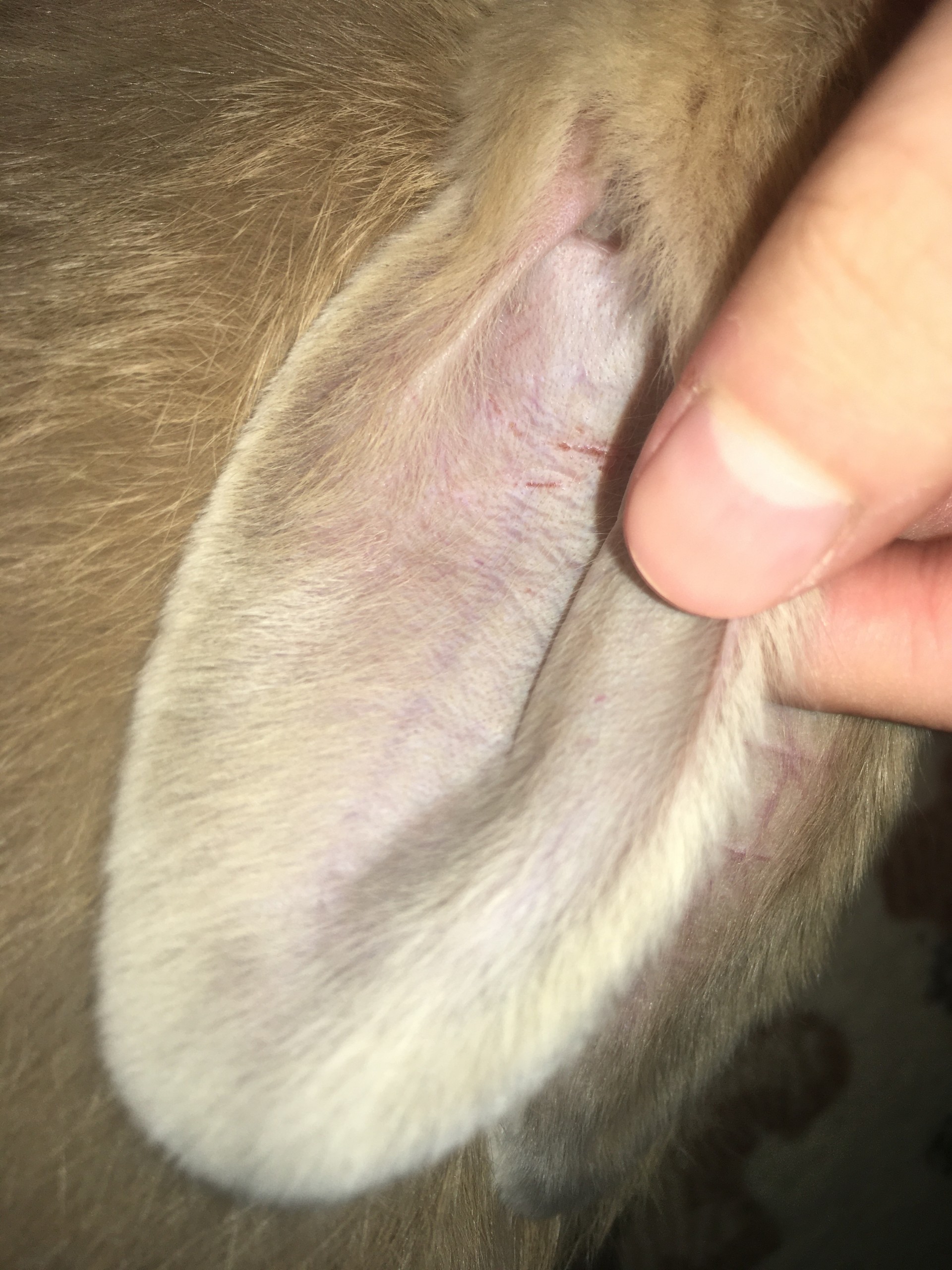 How to Treat Ear Mites in Rabbits (Naturally)