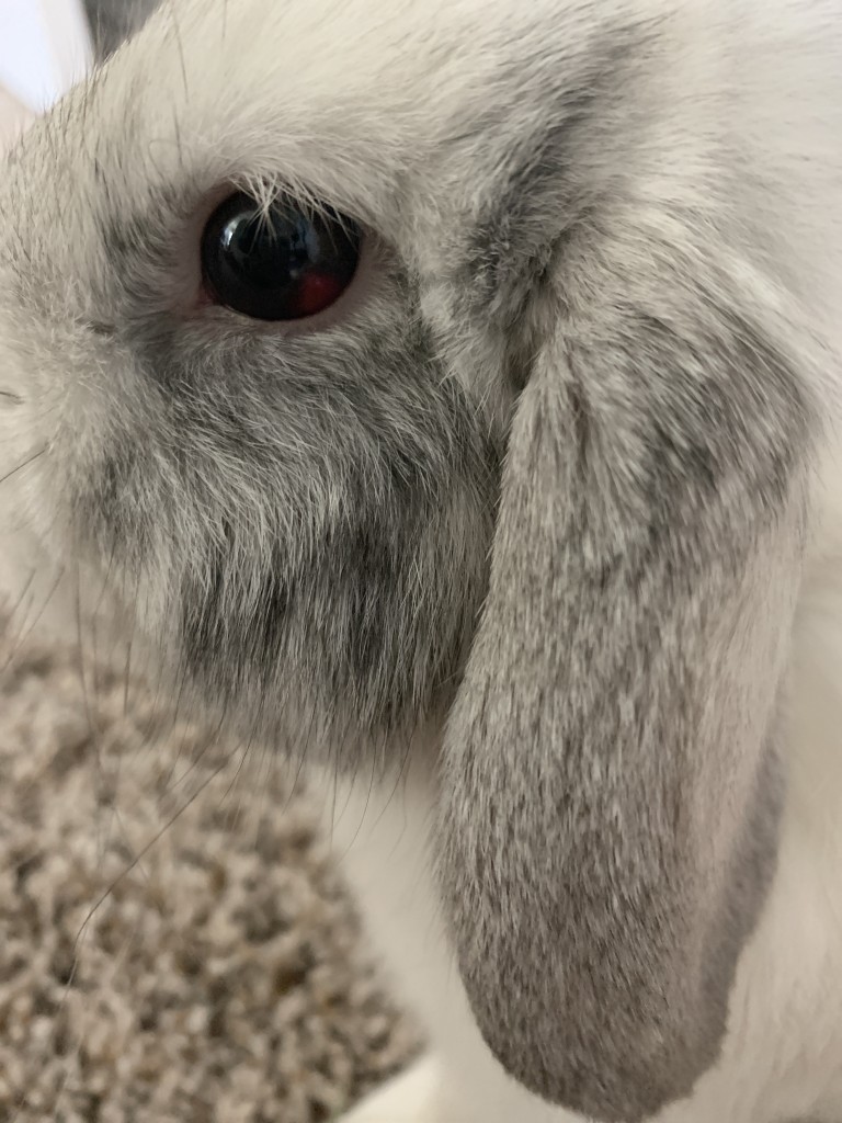 Weird red spot on my holland lops left eye | BinkyBunny