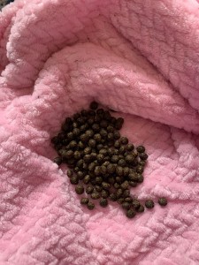 All the poops she left on my bed last night 