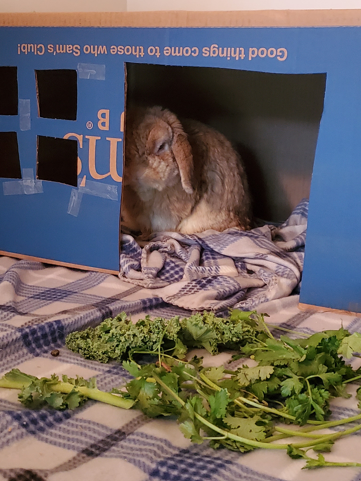 Welcome To The Family, Gingersnap (Binkybunny) - 0cpchm7