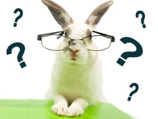 Frequently Asked Questions about House Rabbits