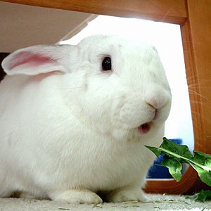 Healthy Diet for your House Rabbit