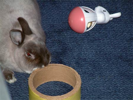 Rabbit Safe Chew Resistant Cord Protector + Bini Personal Headshot