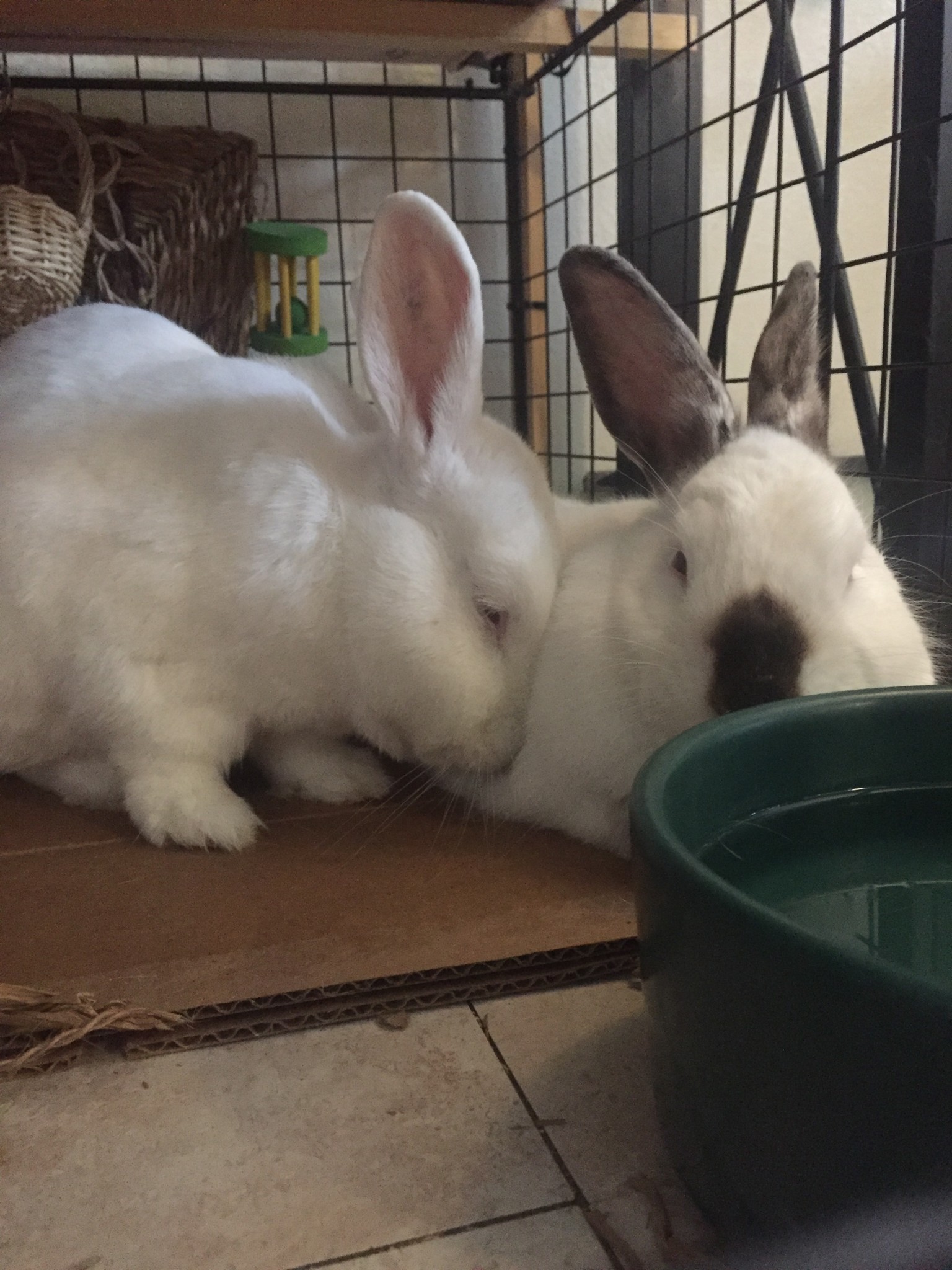 Get To Know Gingersnap, The Binkybunny - 13rk2cy