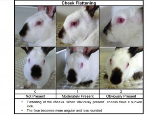 Rabbit face flattening- Grimace scale