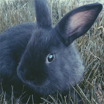 false dwarf rabbit