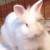 Profile picture of MarshmallowTheBunBun