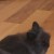 Profile picture of Panda1234