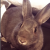 Profile picture of jthumper