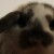Profile picture of BlueMuffins