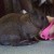 Profile picture of *LoveMyBunBun*