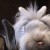 Profile picture of Bunnymommailander
