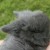 Profile picture of Mocha the bunny